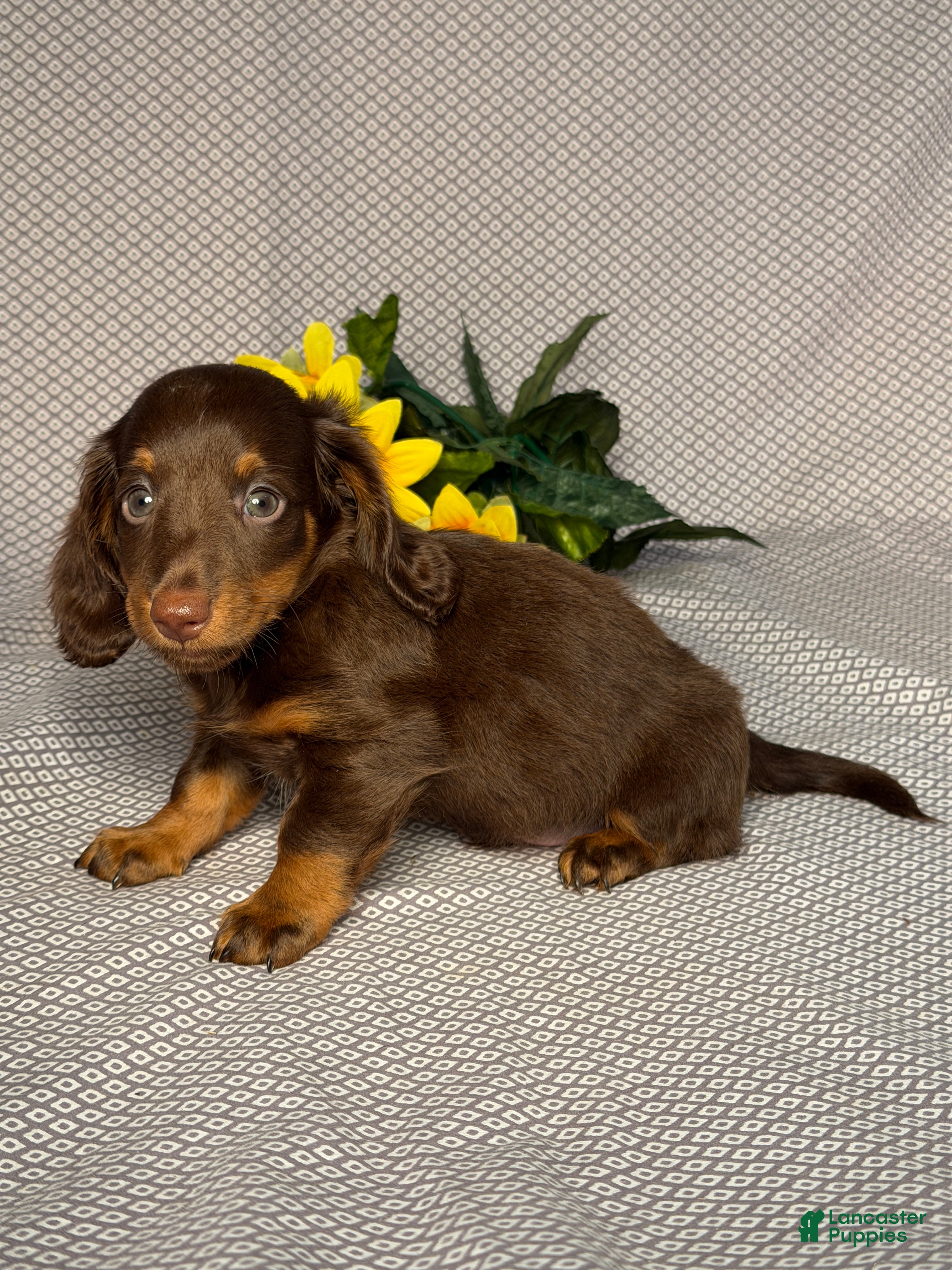 Miniature Dachshund dogs Luke - Ad 2