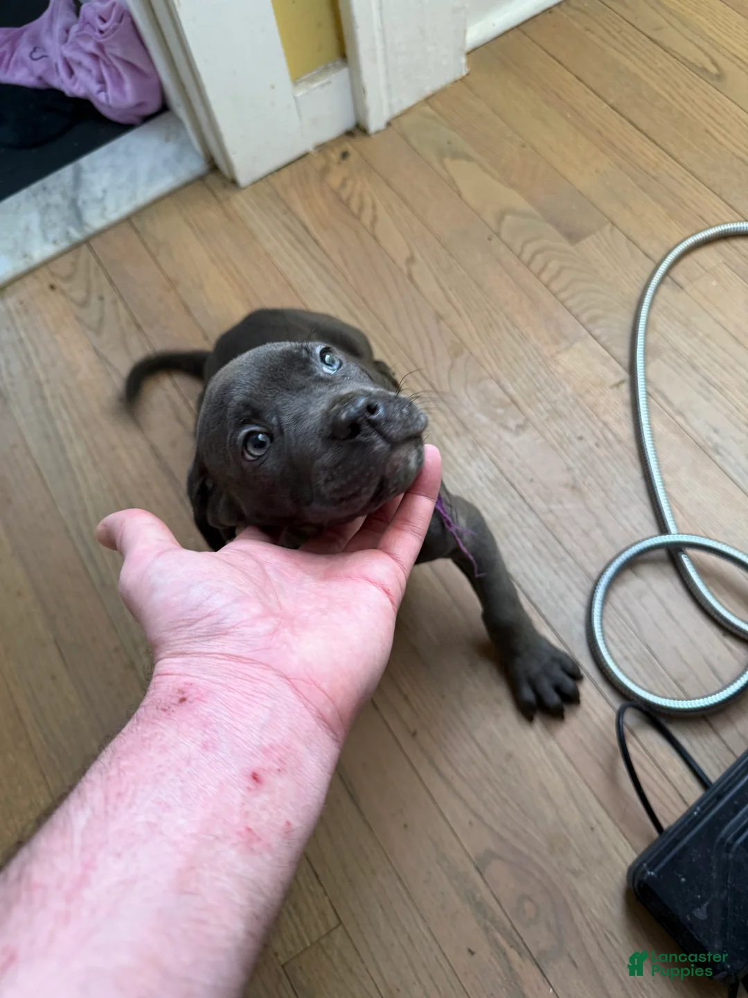Cane Corso dogs for sale: Cane Corso Puppy 2 - Ad 4