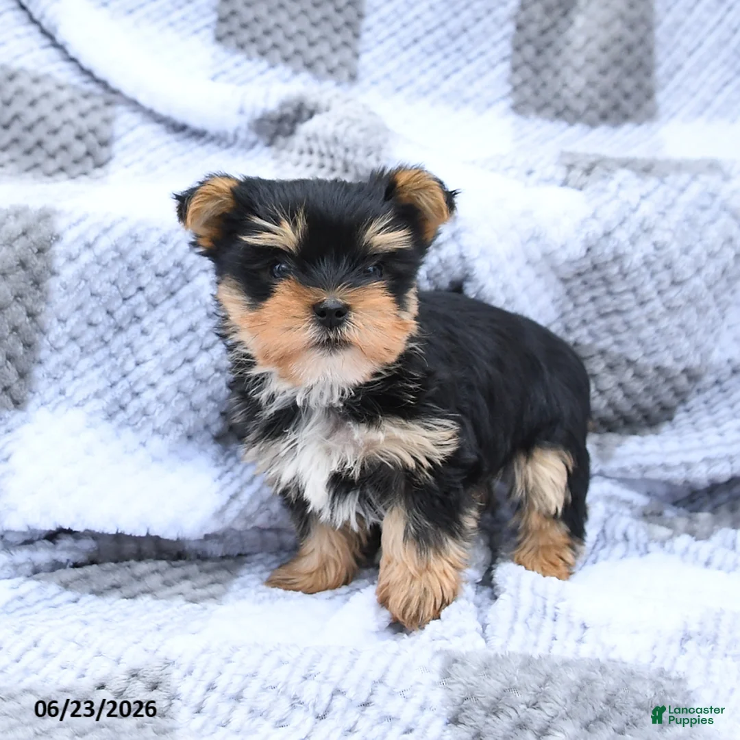 Yorkshire Terrier dogs for sale: Hershey - Ad 2