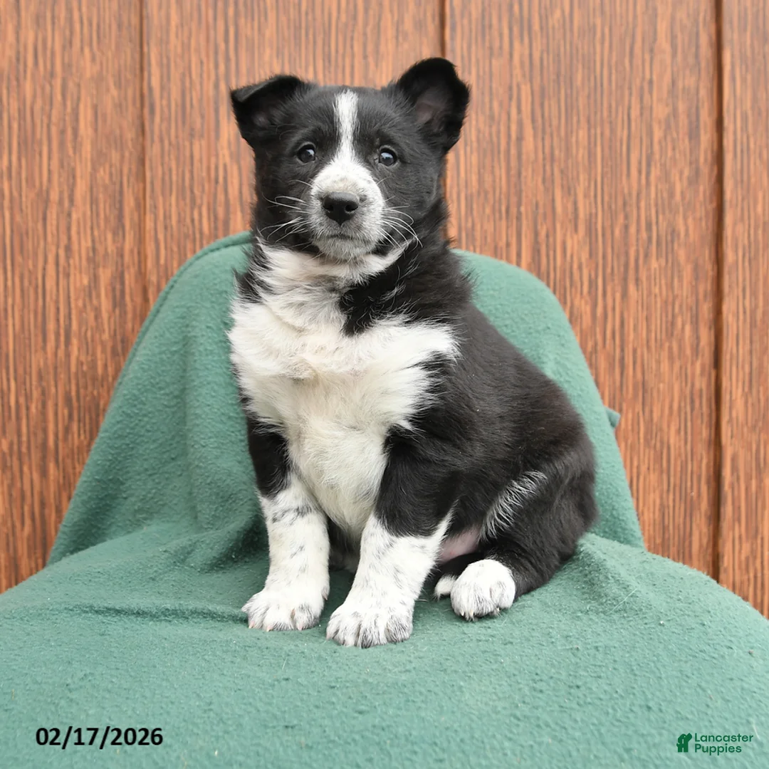 Mixed Breed dogs for sale: Amber - Ad 1