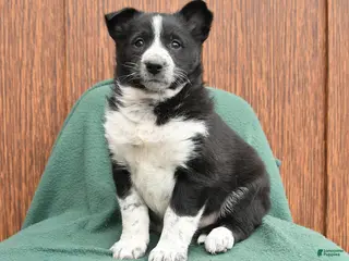 Mixed Breed dogs for sale: Amber - Ad 4