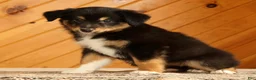 Australian Shepherd dogs for sale: Betty - Ad 5