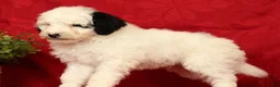 Mini Sheepadoodle dogs for sale: Finn - Ad 6