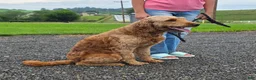 Goldendoodle dogs for sale: Robin - Ad 4