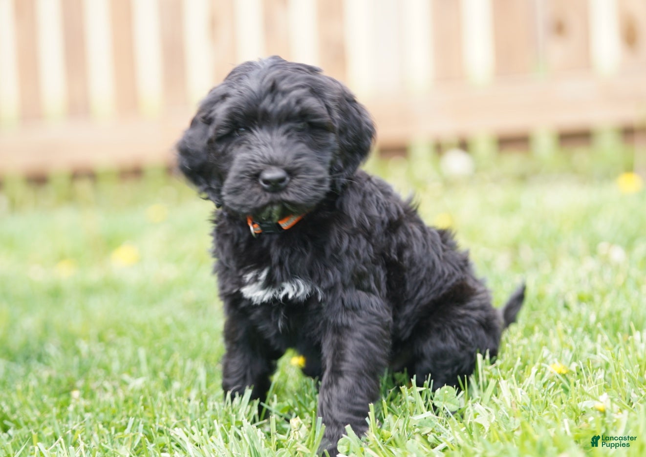 Portuguese Water Dog dogs Duke - Ad 2