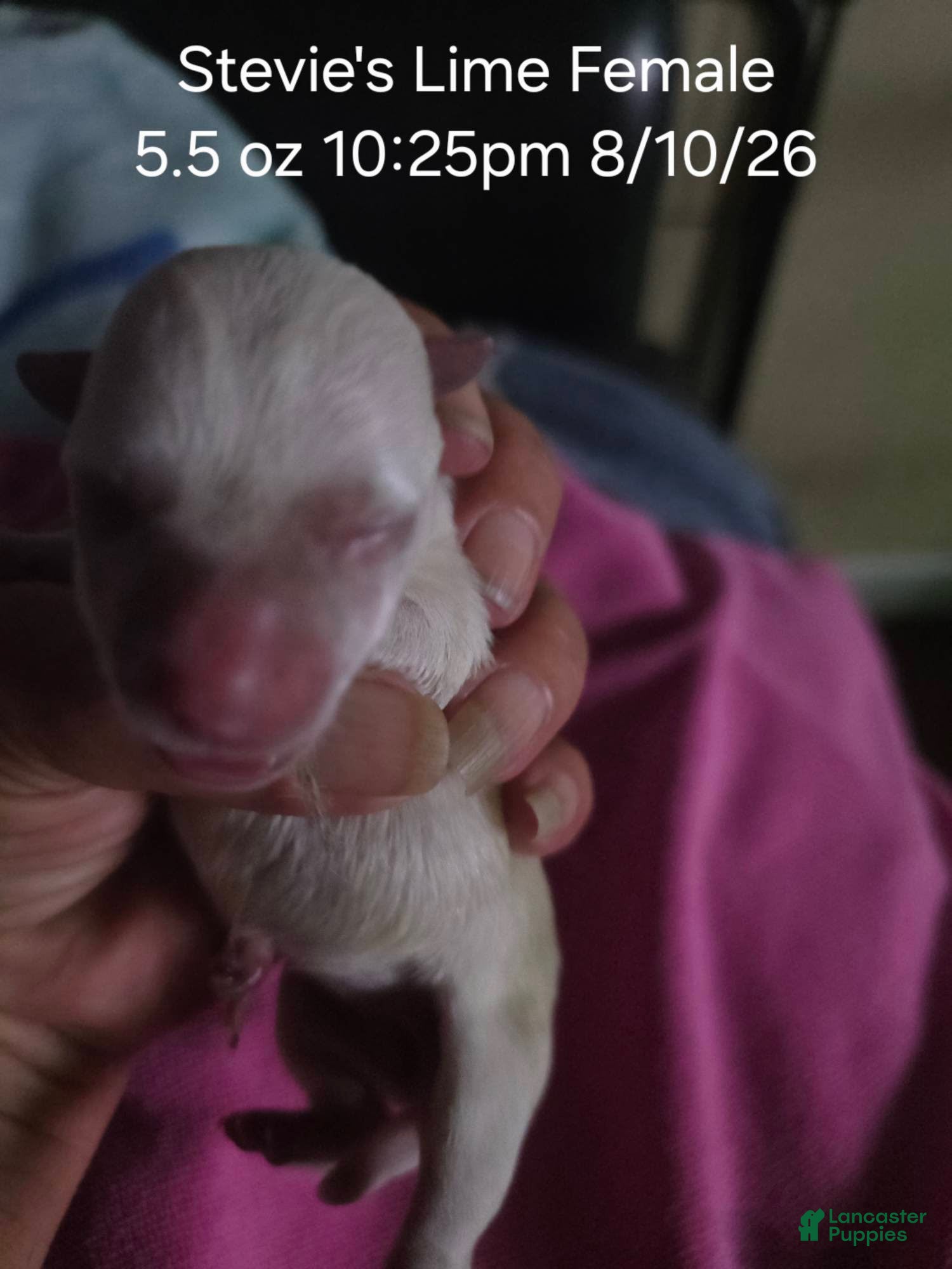 West Highland Terrier dogs Lime Female - Ad 16