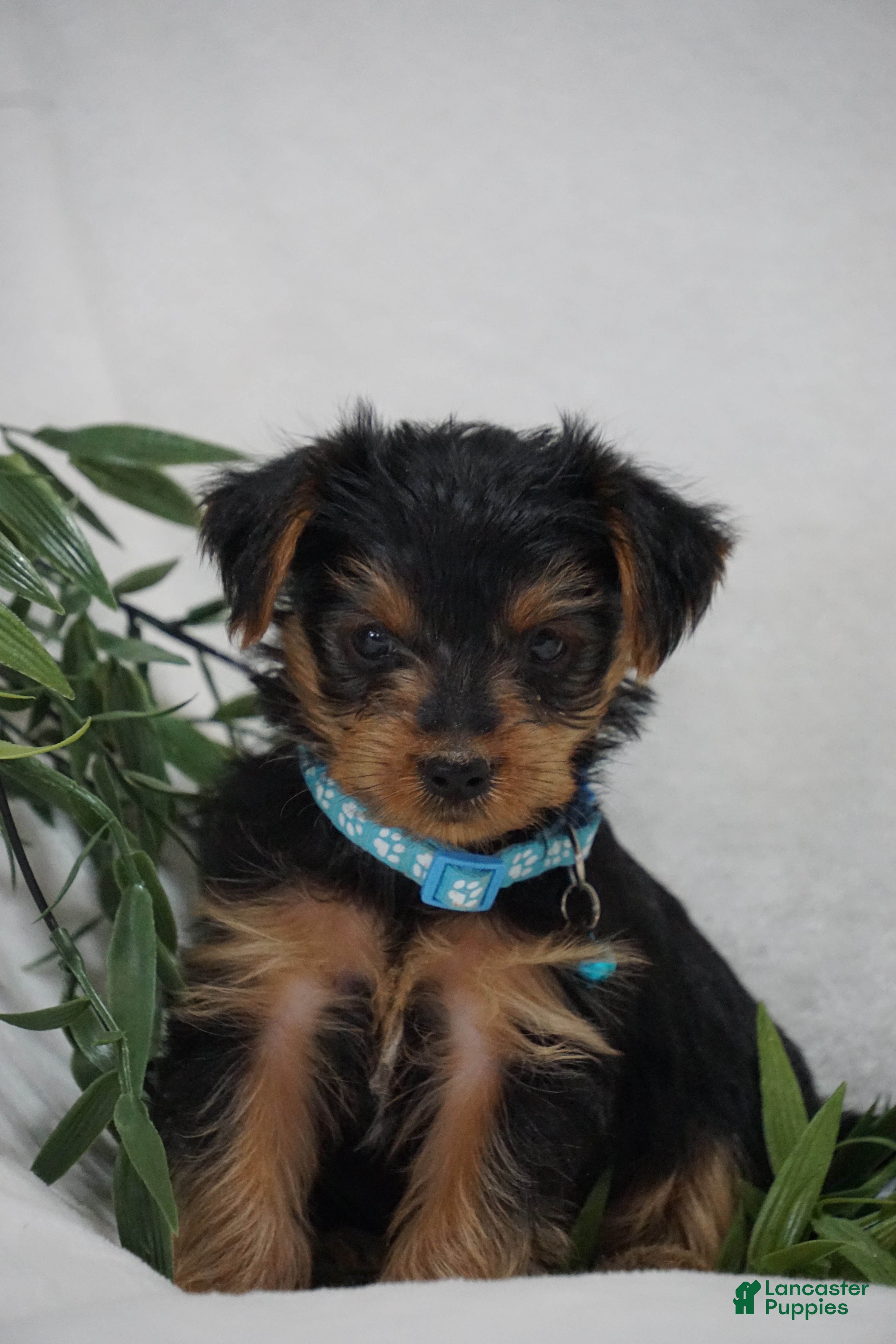 Yorkshire Terrier dogs EDDIE - Ad 2
