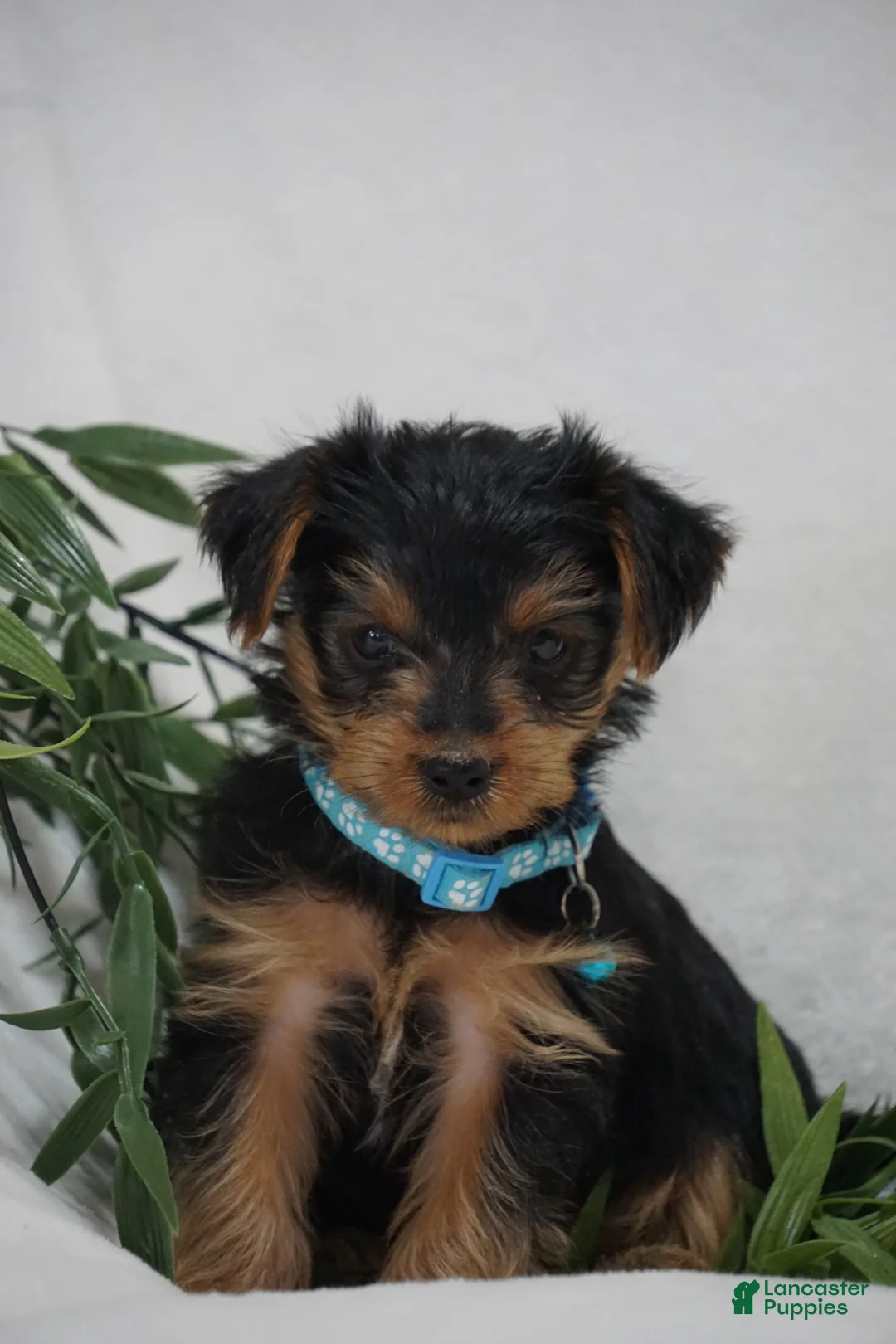 Yorkshire Terrier dogs for sale: EDDIE - Ad 2