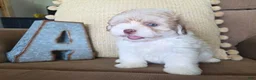Maltipoo dogs for sale: Alex - Ad 3