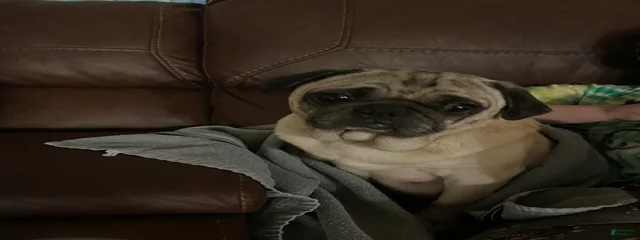 Penny