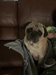 Penny