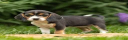 Beagle dogs for sale: Charity - Ad 4