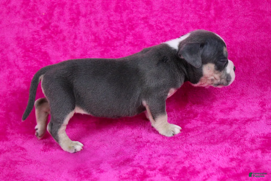 American Bully dogs for sale: Blue Tri Merle Female - Ad 14