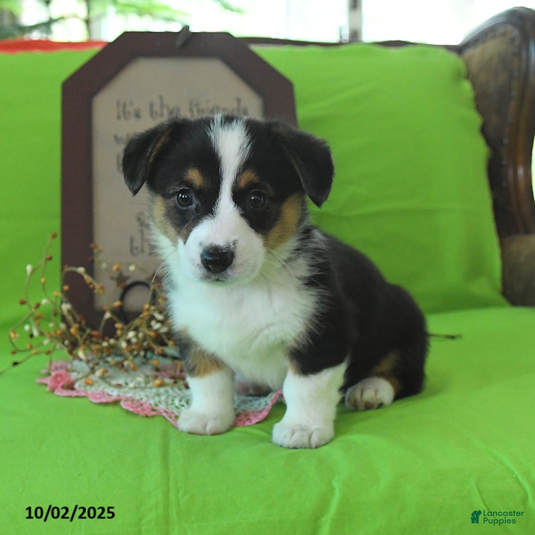 Welsh Corgi Pembroke dogs for sale: Nellie - Ad 25