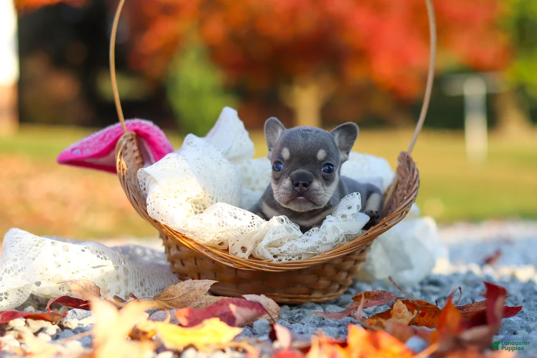 French Bulldog dogs for sale: Maple - Ad 2