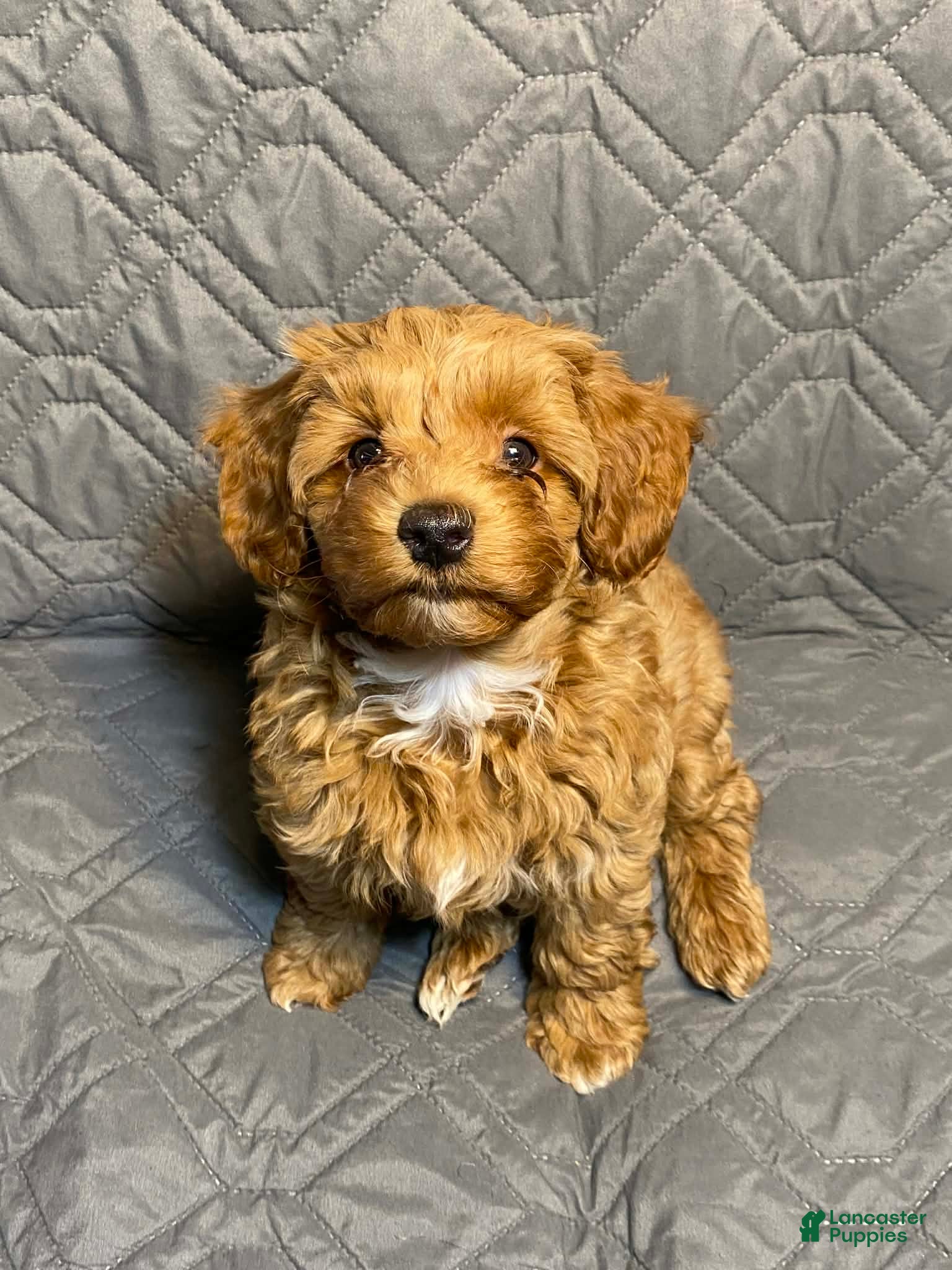 Maltipoo dogs Little Bear - Ad 1