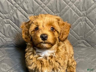 Maltipoo dogs for sale: Little Bear - Ad 1