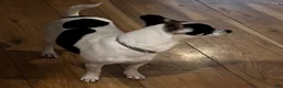 Chihuahua dogs for sale: Chihuahua 1 - Ad 8