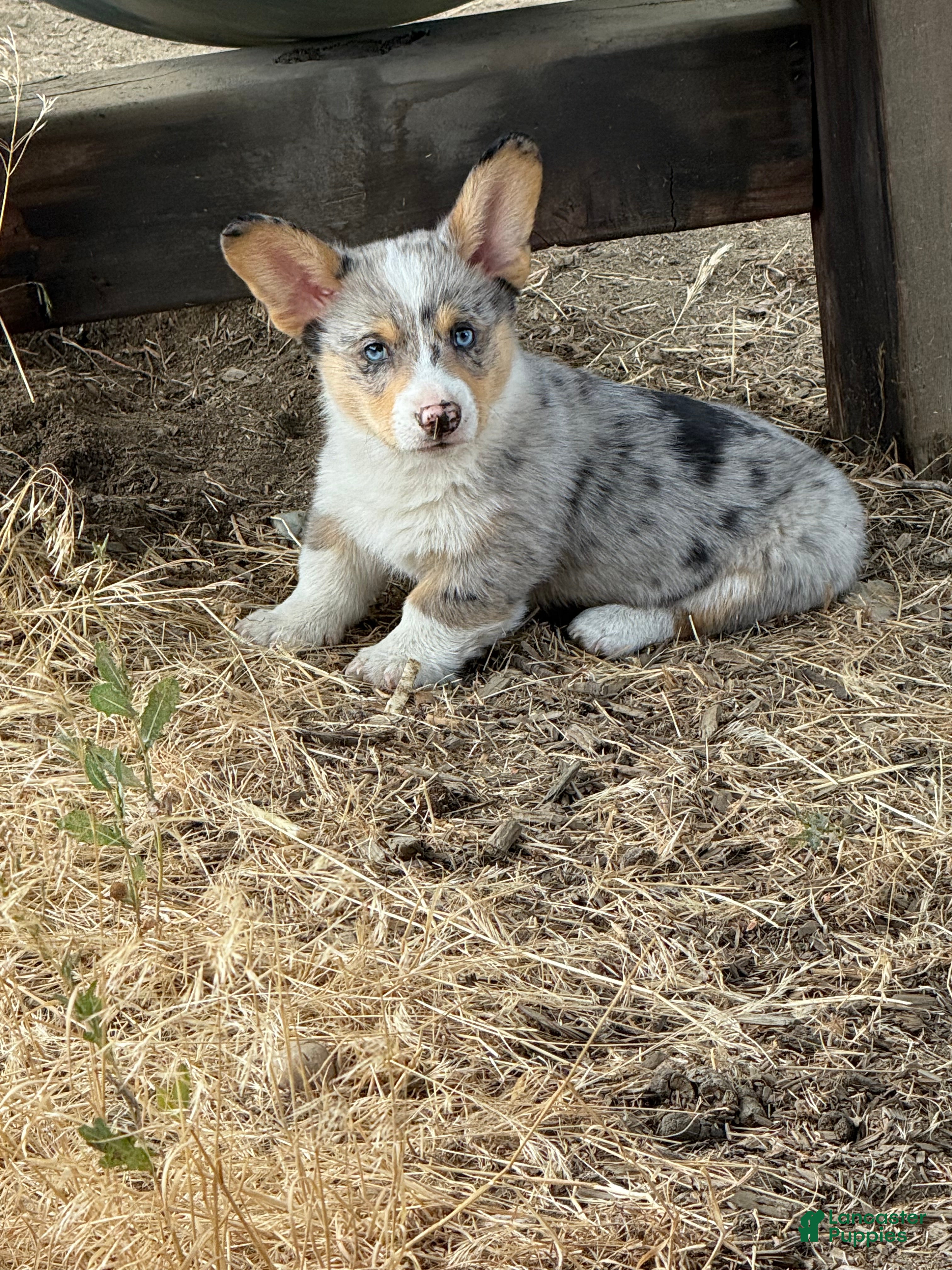 Welsh Corgi Pembroke dogs Welsh Corgi Pembroke 1 - Ad 2