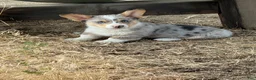 Welsh Corgi Pembroke dogs for sale: Welsh Corgi Pembroke 1 - Ad 2