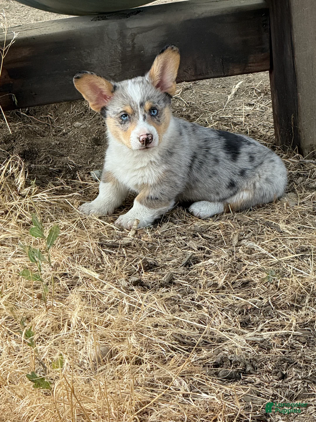 Welsh Corgi Pembroke dogs for sale: Welsh Corgi Pembroke 1 - Ad 2
