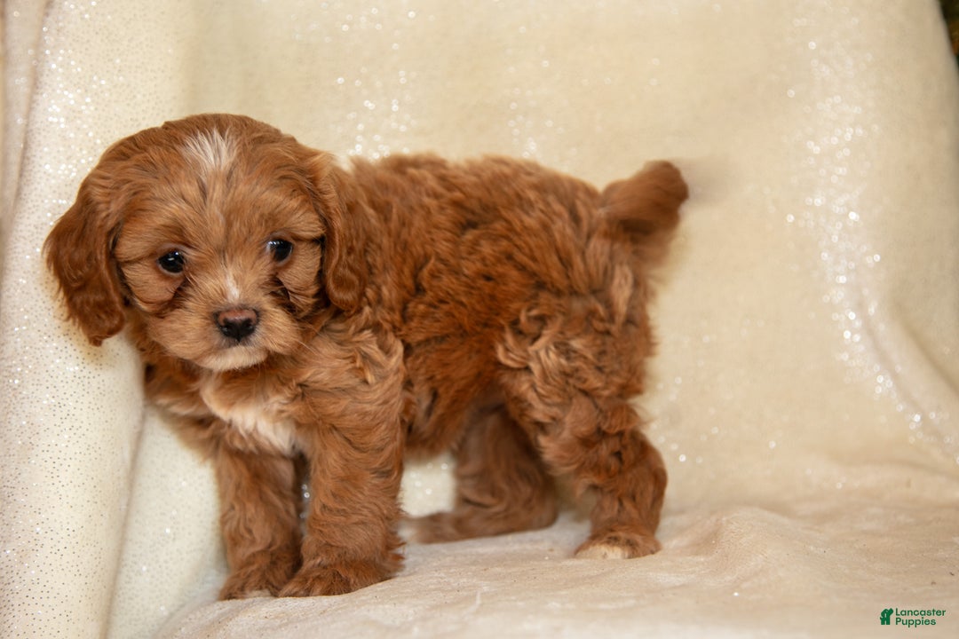Cavapoo dogs for sale: Tara - Ad 2