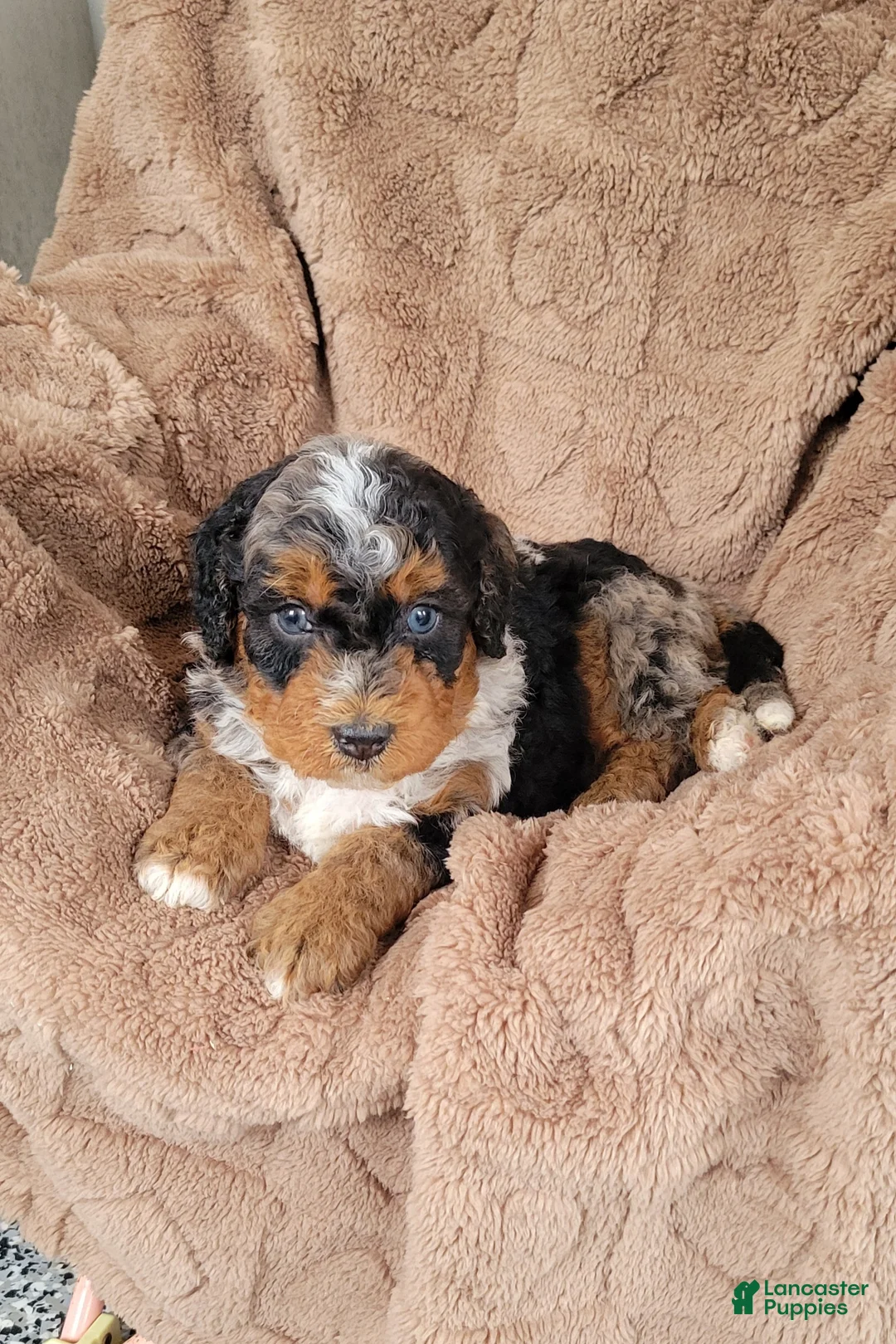 Mini Bernedoodle dogs for sale: Ace - Ad 2