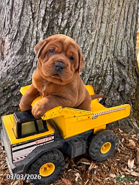 Mini Hippo dogs Hagen - Ad 1