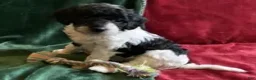 Mini Goldendoodle dogs for sale: Gigi - Ad 6
