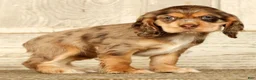 Cocker Spaniel dogs for sale: Buttercup - Ad 3