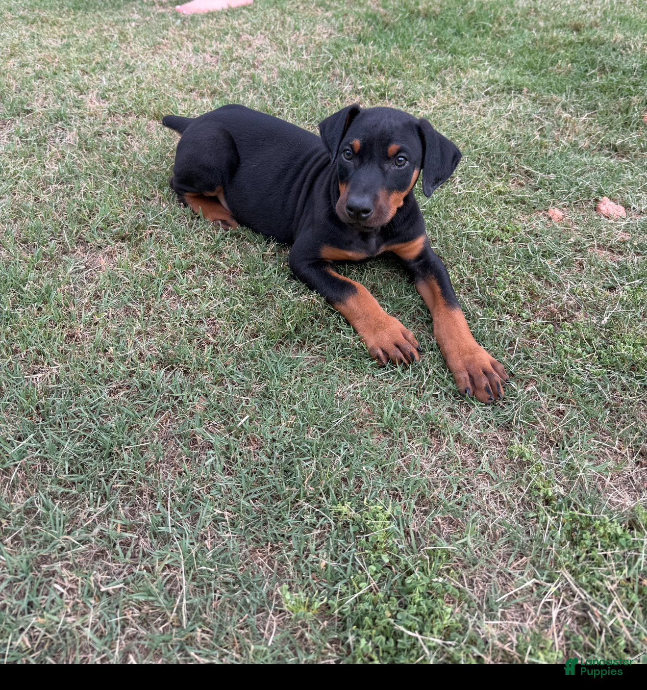 Doberman Pinscher dogs Doberman Pinscher Puppy 1 - Ad 1