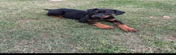 Doberman Pinscher dogs for sale: Doberman Pinscher Puppy 1 - Ad 1