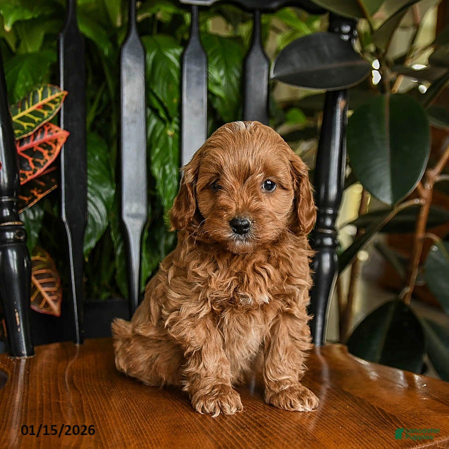 Cavapoo dogs Buzz - Ad 28