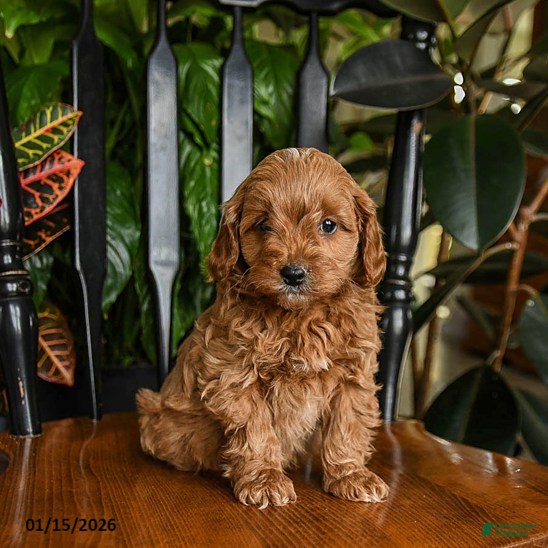 Cavapoo dogs for sale: Buzz - Ad 1