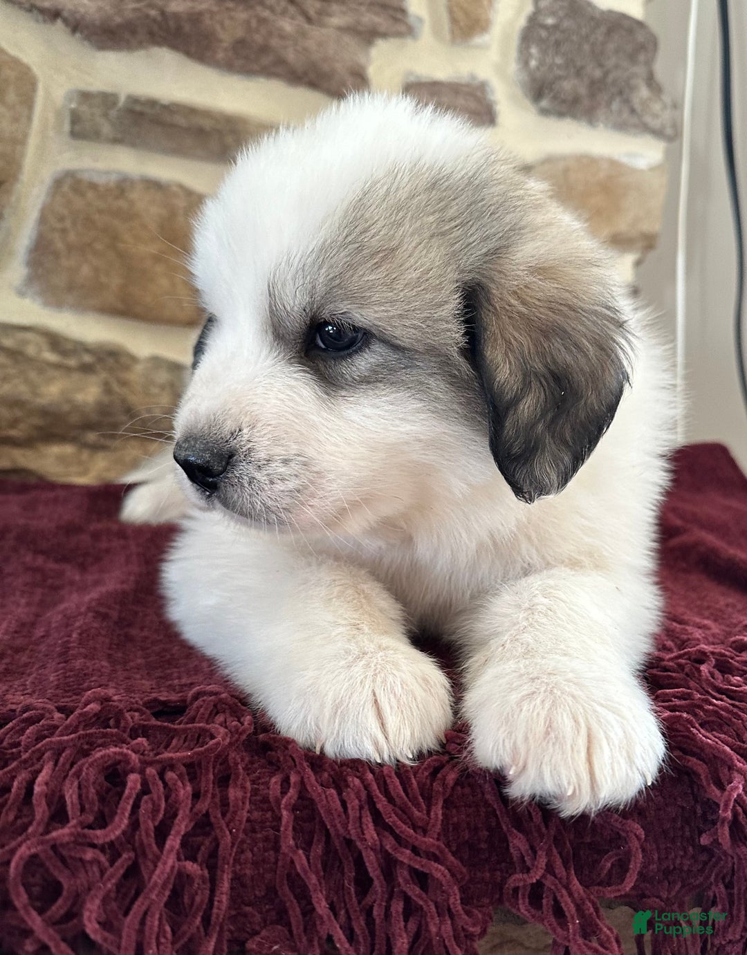 Great Pyrenees dogs for sale: AKC Avalanche - Ad 3