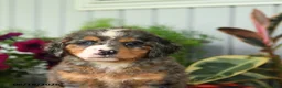 Mini Bernedoodle dogs for sale: Rain - Ad 3