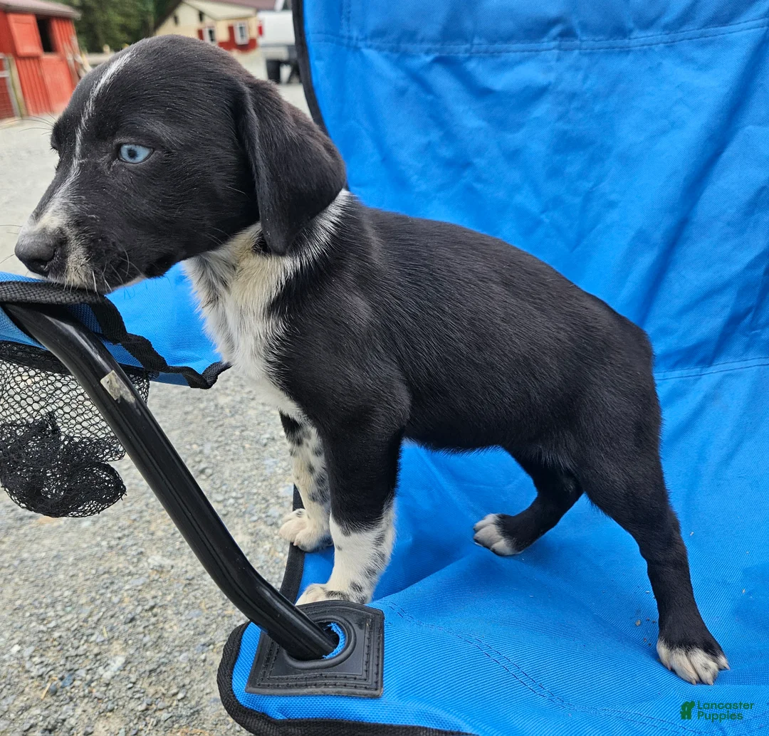 Mixed Breed dogs for sale: Mixed Breed Puppy 1 - Ad 6