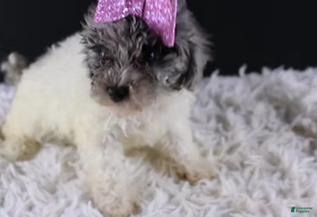 Toy Poodle dogs for sale: Brynn - Ad 4