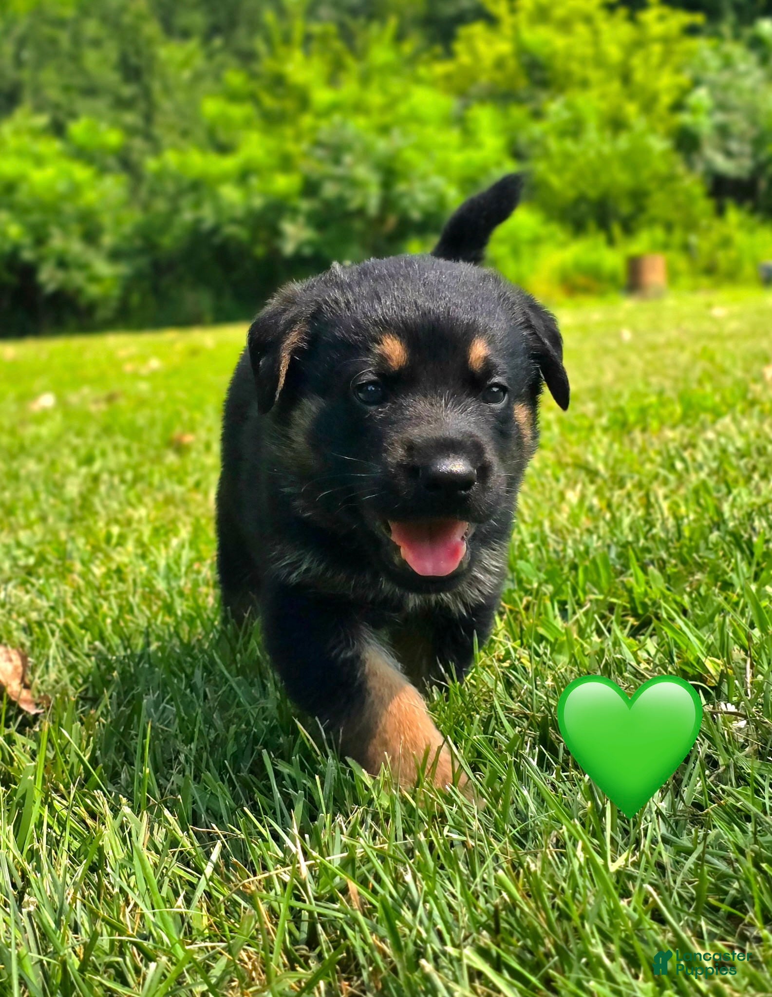 Mixed Breed dogs Ziggy - Ad 8