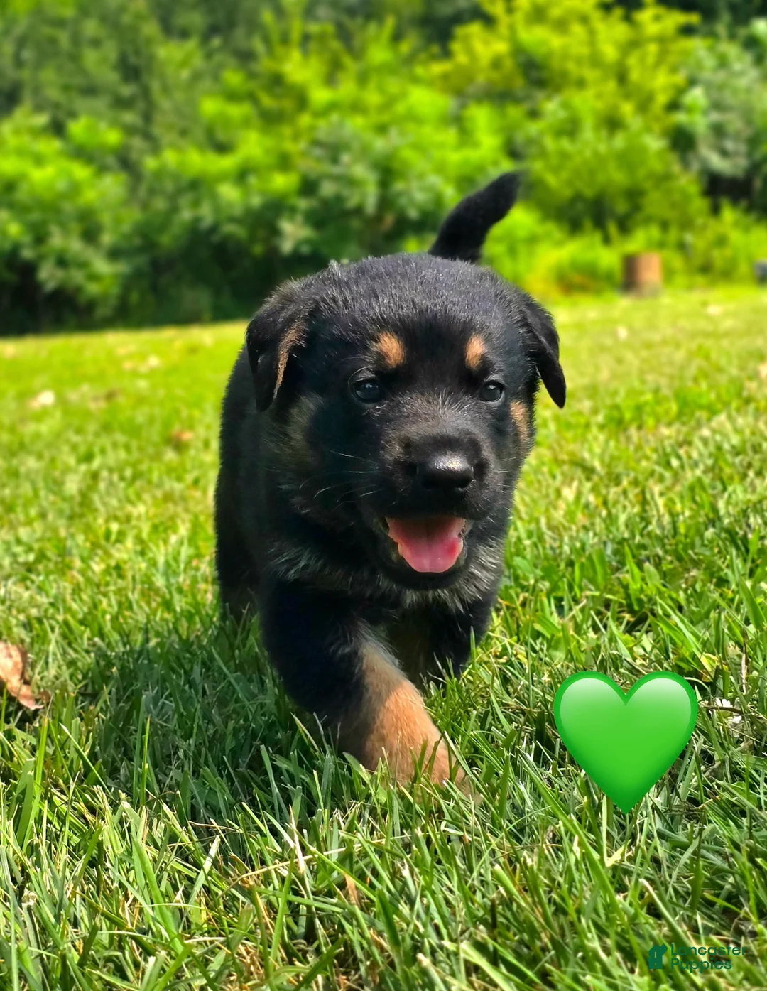 Mixed Breed dogs for sale: Ziggy - Ad 1