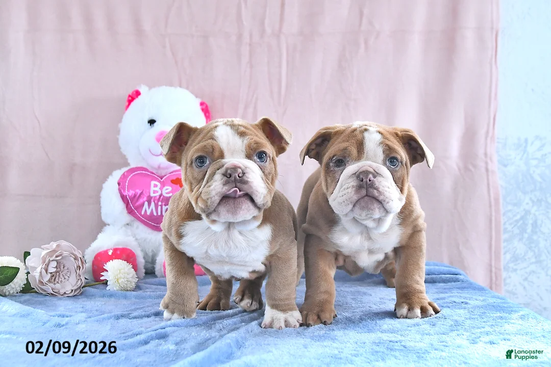 Bull Terrier dogs for sale: Ruby - Ad 5