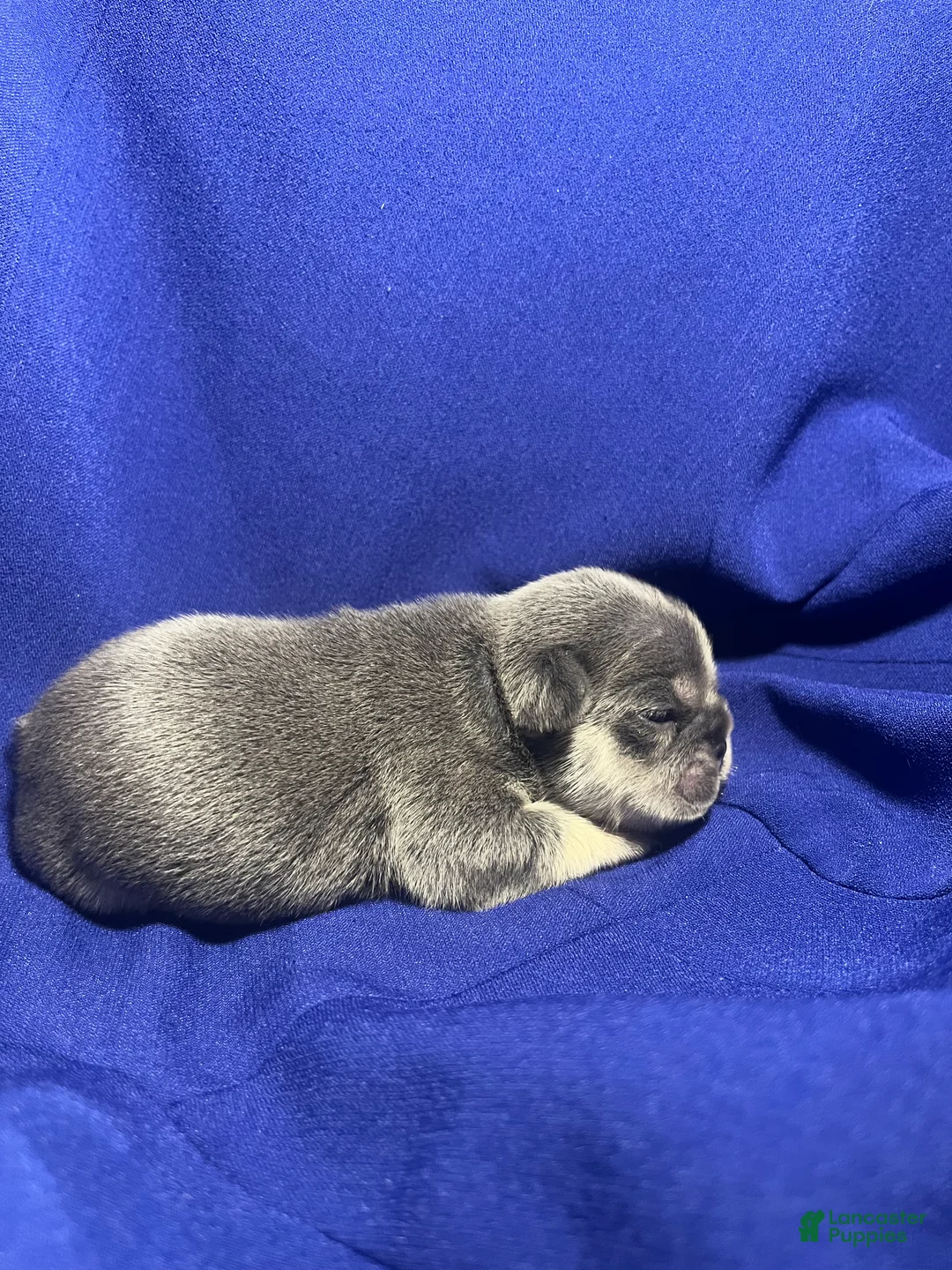 French Bulldog dogs for sale: French Bulldog 4 - Ad 1