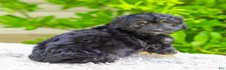 Mini Aussiedoodle dogs for sale: Vanessa - Ad 4