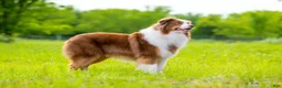 Australian Shepherd dogs for sale: “Riggs” Red Tri Male  - Ad 7