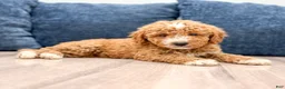 Mini Goldendoodle dogs for sale: Meerah - Ad 1