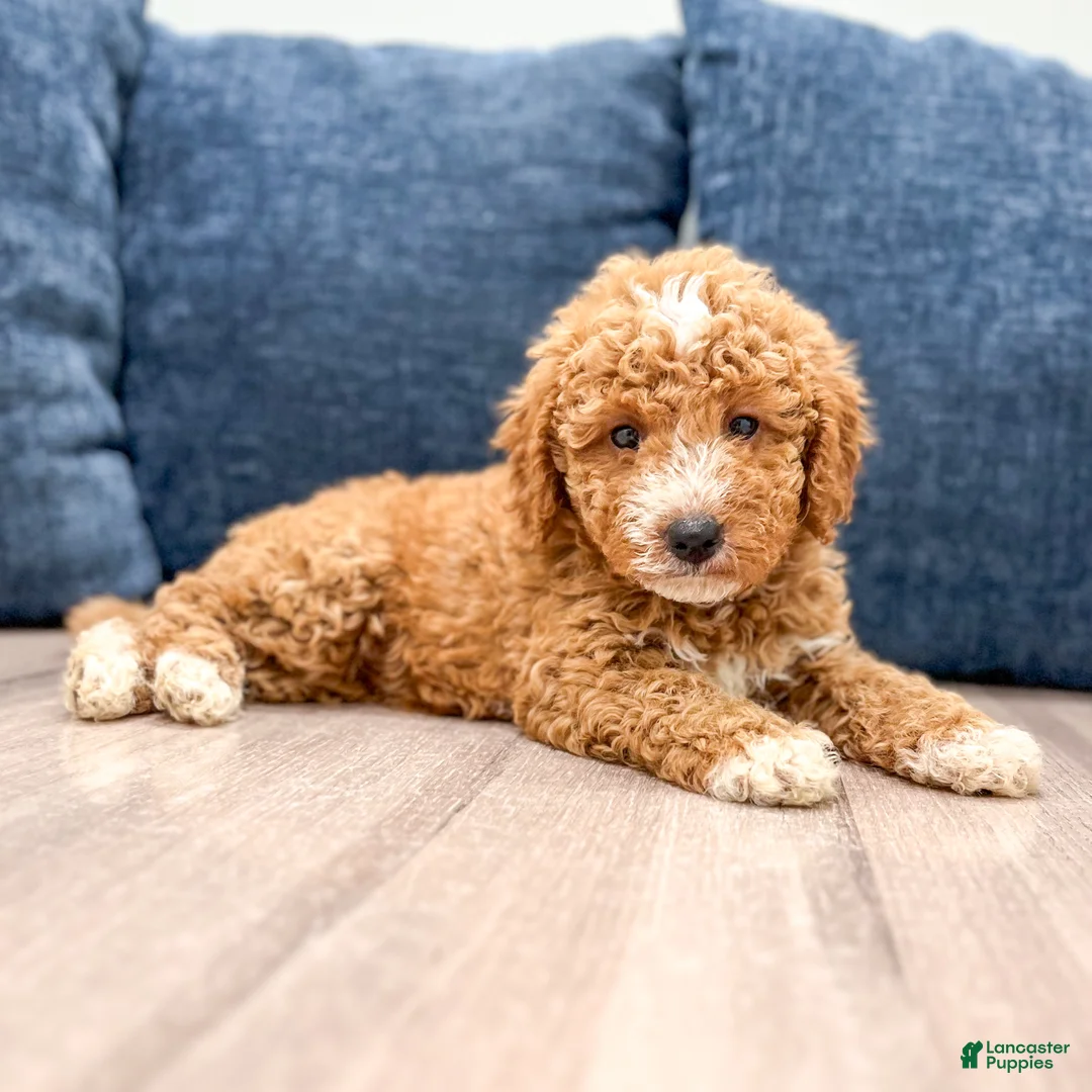 Mini Goldendoodle dogs for sale: Meerah - Ad 1