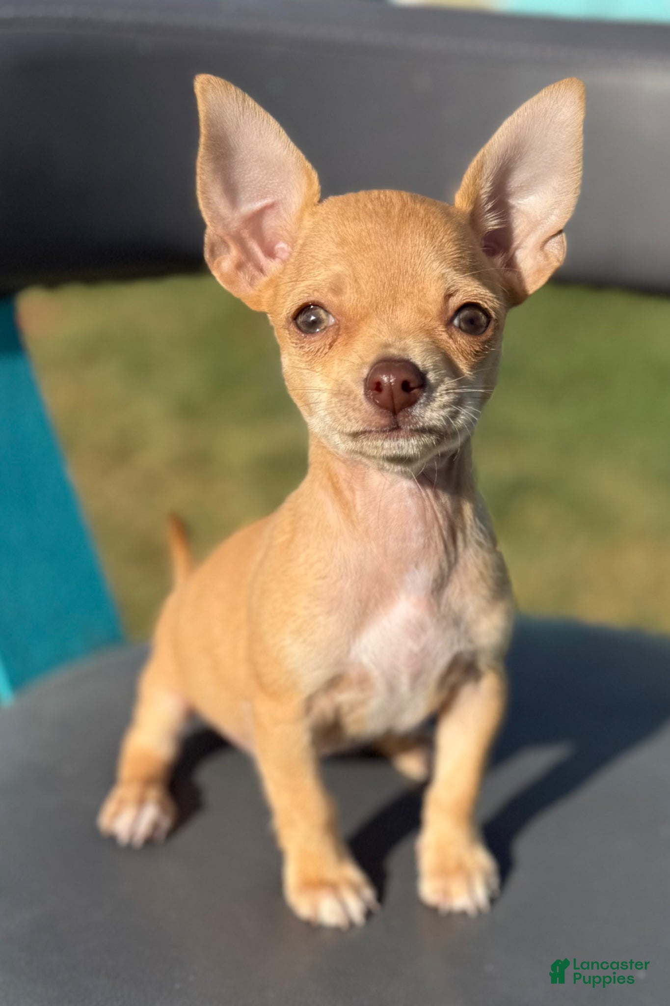 Chihuahua dogs Chihuahua Puppy 2 - Ad 1