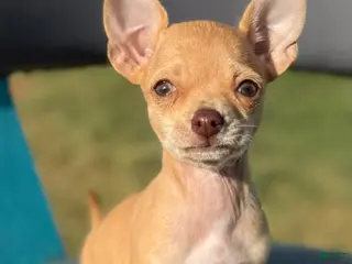 Chihuahua dogs for sale: Chihuahua Puppy 2 - Ad 3
