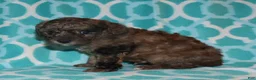 Miniature Poodle dogs for sale: Harlee’s brown Merle male - Ad 14