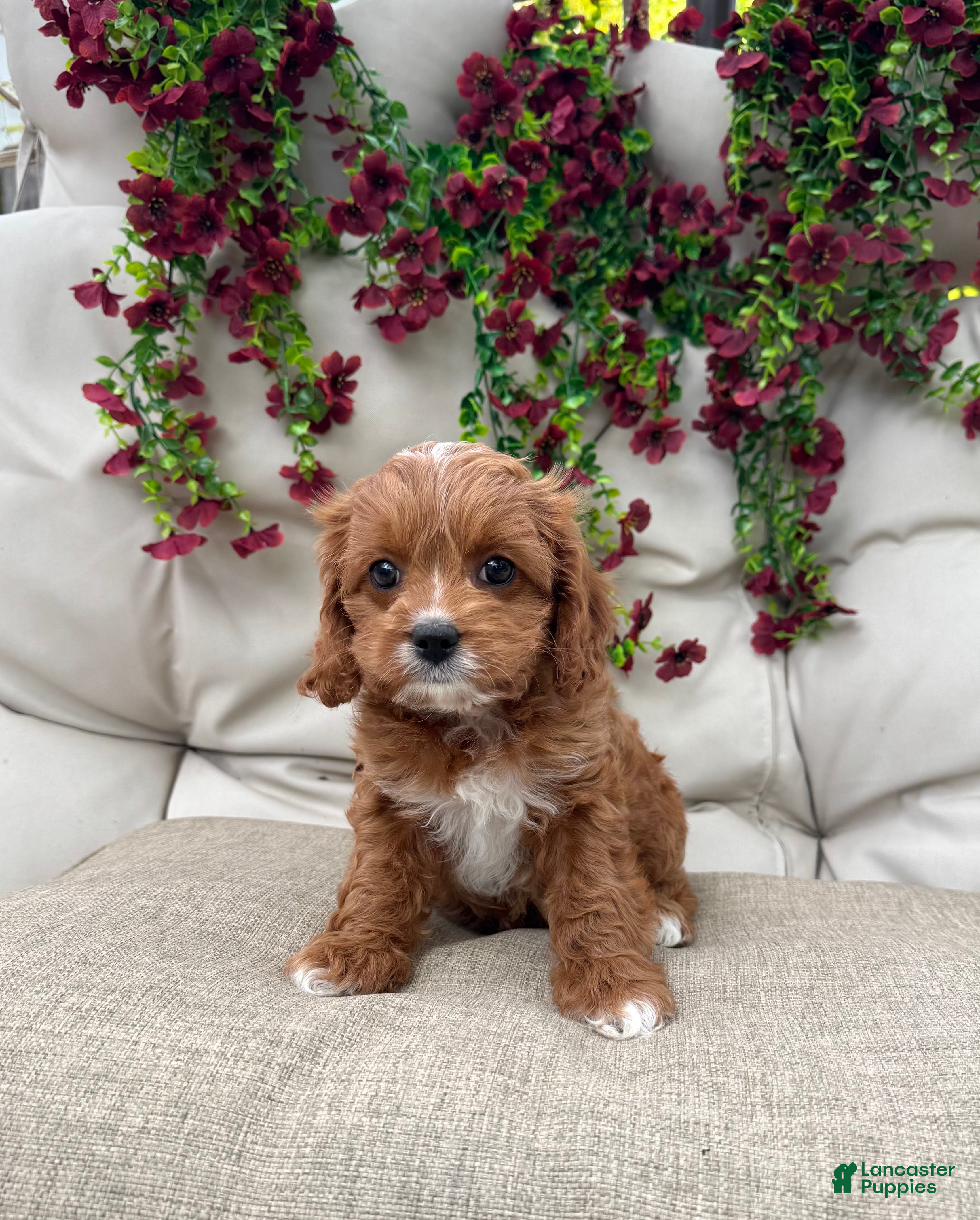Cavapoo dogs Rose - Ad 6